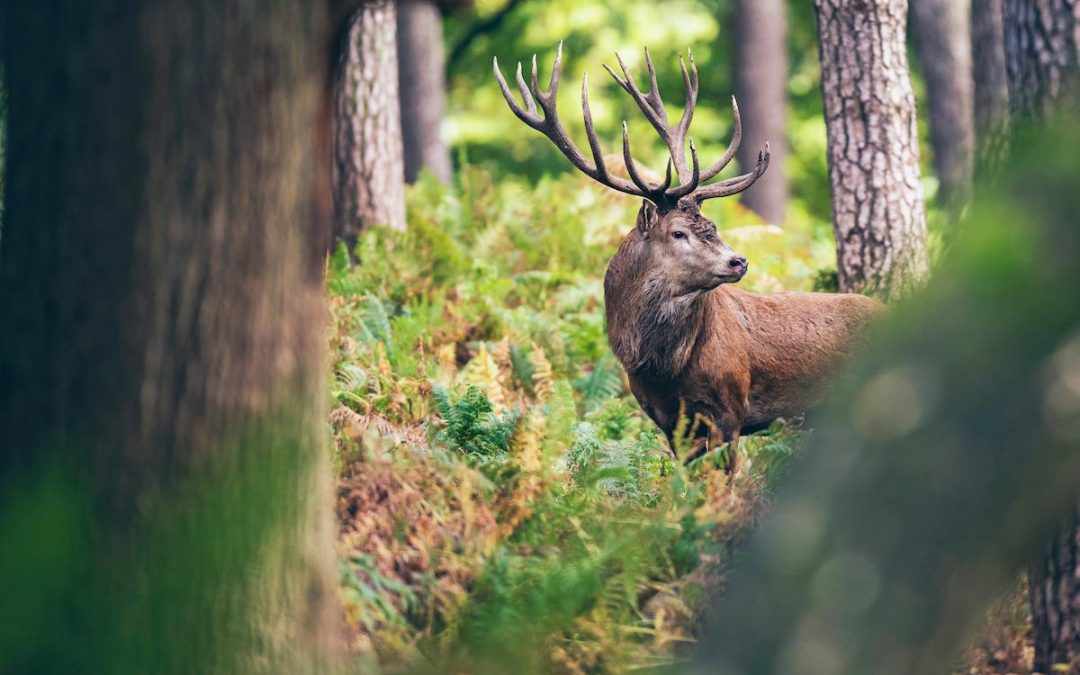 A deer in the woods